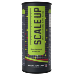 Scale Up